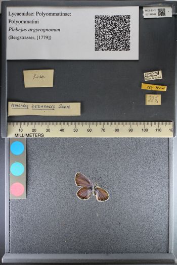 Media type: image;   Entomology 194948